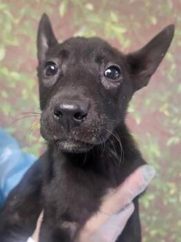 Belgian Shepherd Malinois and Mixed Breed Dogs Available for Adoption in San Antonio, Texas - Bumble | PetCurious