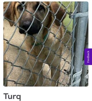 Turq -  Anatolian Shepherd Dog for Adoption in Fort Payne, Alabama - Turq | PetCurious