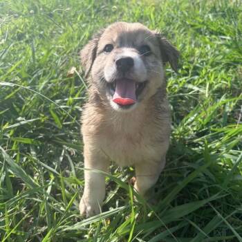 Ocean -  Australian Shepherd and Mixed Breed Dog for Adoption in Pelham, New Hampshire - Ocean | PetCurious