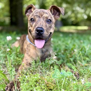 Terrier Dogs Available for Adoption in Pennington, New Jersey - Bordy - An Absolute Doll | PetCurious