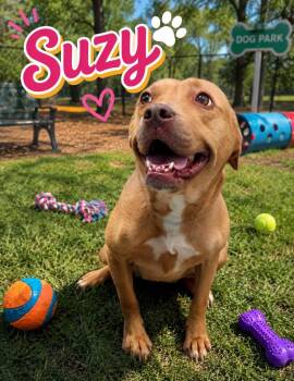 Suzy -  Mixed Breed Dog for Adoption in Clarksville, Tennessee - Suzy | PetCurious