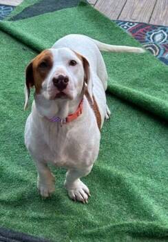 Basset Hound and Dachshund Dogs Available for Adoption - DAISY (ohiosdrecue@gmail.com) | PetCurious