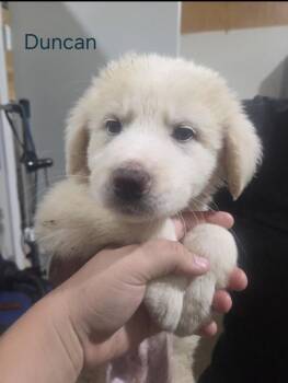 Duncan HTX -  Great Pyrenees Dog Available for Adoption in Quinlan, Texas - Duncan HTX | PetCurious