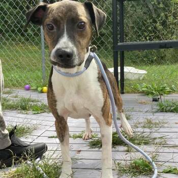 September -  Mixed Breed and Boxer Dog for Adoption in Jacksboro, Tennessee - September | PetCurious