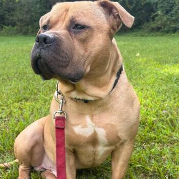 Anubis -  Mixed Breed Dog for Adoption in Fairport, New York - Anubis | PetCurious
