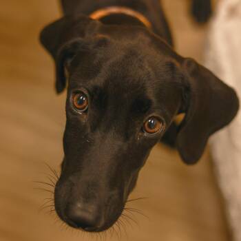 Jane -  Great Dane and Mixed Breed Dog for Adoption in Chaska, Minnesota - Jane | PetCurious