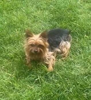 Scooby -  Yorkshire Terrier Dog for Adoption in Thompson Falls, Montana - Scooby | PetCurious