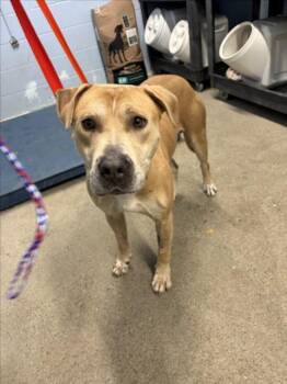 Pit Bull Terrier Dogs Available for Adoption in Woodland, California - *COCONUT | PetCurious