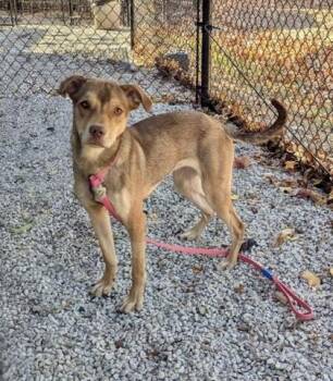 Mixed Breed Dogs Available for Adoption in Chamblee, Georgia - Featurette | PetCurious