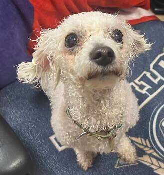 Sasha -  Bichon Frise Dog for Adoption - Sasha | PetCurious