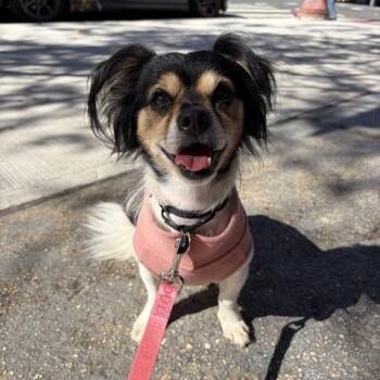Marky -  Chihuahua and Papillon Dog for Adoption - Marky | PetCurious