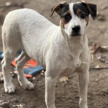 Rescue Cattle Dog Dogs for Adoption in Carmel Hamlet, New York - Matilda (M Puppies) | PetCurious