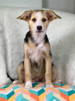 Shepherd and Mixed Breed Dogs Available for Adoption in Savage, Minnesota - Cleaning Crew Litter - Fabuloso | PetCurious