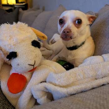 Little Boy (Courtesy Post) -  Chihuahua Dog for Adoption in Durham, North Carolina - Little Boy (Courtesy Post) | PetCurious