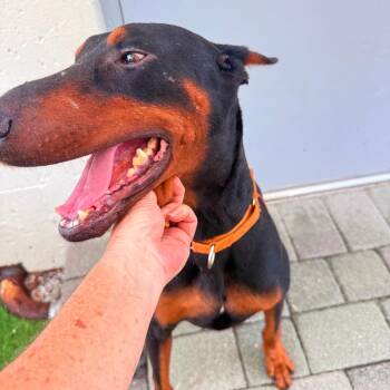 Bruiser 3595 -  Doberman Pinscher Dog for Adoption in Oakland Park, Florida - Bruiser 3595 | PetCurious