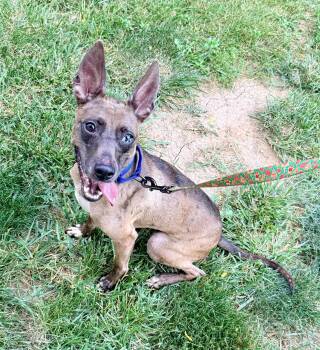 Pebbles -  Catahoula Leopard Dog Dog for Adoption in Dallas, Texas - Pebbles | PetCurious