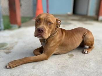 Caesar Salad -  Mixed Breed Dog for Adoption in Gainesville, Florida - Caesar Salad | PetCurious