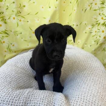 Mixed Breed Dogs Available for Adoption in West Olive, Michigan - Zeus | PetCurious