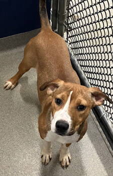 Rescue Hound Dogs for Adoption in Sterling, Massachusetts - Orchard 5 Months 11/20 | PetCurious