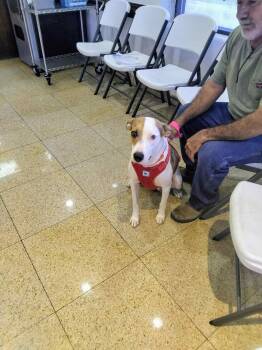 Rescue Catahoula Leopard Dog and Staffordshire Bull Terrier Dogs for Adoption in East Haddam, Connecticut - Maya | PetCurious
