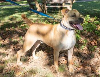 Clover -  Mixed Breed Dog for Adoption in West Chester, Pennsylvania - Clover | PetCurious