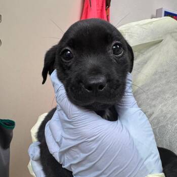 Mixed Breed Dogs Available for Adoption in Pekin, Illinois - Maddy | PetCurious