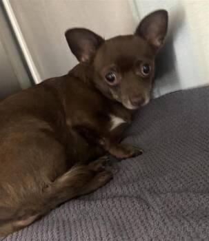 MOCHA MOUSE -  Chihuahua Dog for Adoption in San Antonio, Texas - MOCHA MOUSE | PetCurious