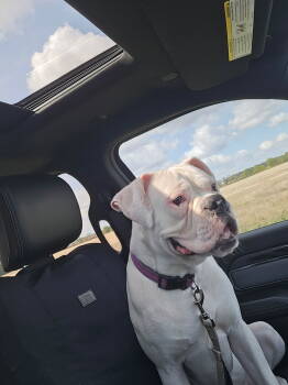 Rescue Boxer Dogs for Adoption in Woodbury, Minnesota - Charlie *DEAF* | PetCurious