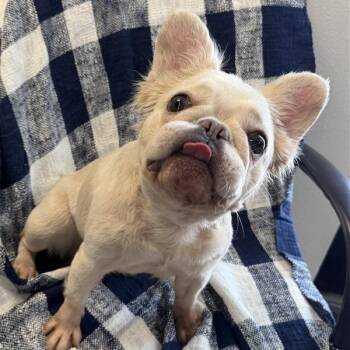Dolly Pupton -  French Bulldog Dog for Adoption in Hawthorne, California - Dolly Pupton | PetCurious