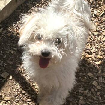 Poodle Dogs Available for Adoption - Biggie | PetCurious