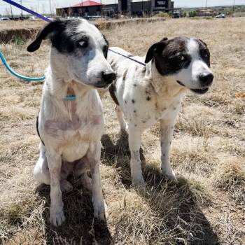 Australian Cattle Dog Blue Heeler and Labrador Retriever Dogs Available for Adoption in Parker, Colorado - 511 (2026) Lola | PetCurious