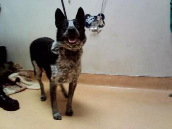 LAVINIA -  Australian Cattle Dog Blue Heeler Dog for Adoption in Martinez, California - LAVINIA | PetCurious