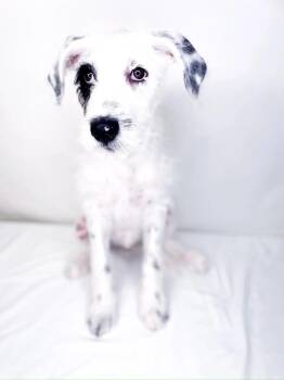 Poodle and Bulldog Dogs Available for Adoption in Bixby, Oklahoma - Anthony | PetCurious