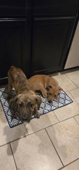 Labrador Retriever Dogs Available for Adoption in The Woodlands, Texas - Merle | PetCurious