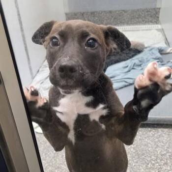 Retriever and Mixed Breed Dogs Available for Adoption in Voorhees Township, New Jersey - Precious | PetCurious