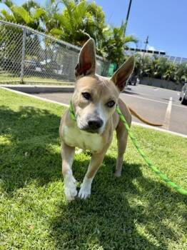 Pit Bull Terrier and Mixed Breed Dogs Available for Adoption in Honolulu, Hawaii - Sweetness | PetCurious