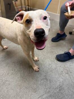 Mixed Breed Dogs Available for Adoption - Charming | PetCurious