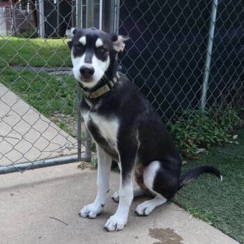 Lewis -  Mixed Breed Dog for Adoption in Saint Charles, Missouri - Lewis | PetCurious