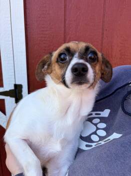 Donna (and Dorothy) -  Chihuahua and Beagle Dog for Adoption in Louisa, Virginia - Donna (and Dorothy) | PetCurious