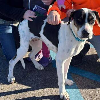 Cybil -  Hound and Mixed Breed Dog for Adoption in Nampa, Idaho - Cybil | PetCurious