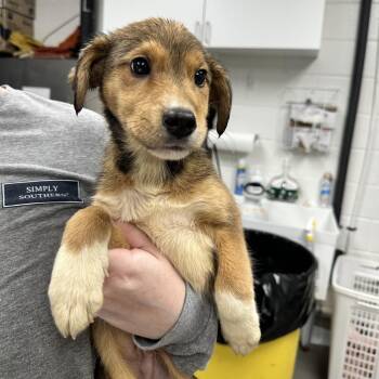 Xander -  Hound Dog for Adoption in Martinsville, Virginia - Xander | PetCurious