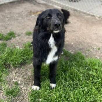 Border Collie Dogs Available for Adoption - Piccolo | PetCurious