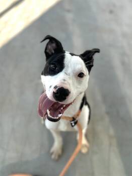 Pit Bull Terrier Dogs Available for Adoption in Charlotte, North Carolina - TRINITY | PetCurious