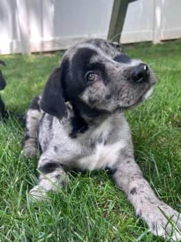 Asher - tree litter -  Catahoula Leopard Dog Dog for Adoption in Horn Lake, Mississippi - Asher - Tree Litter | PetCurious