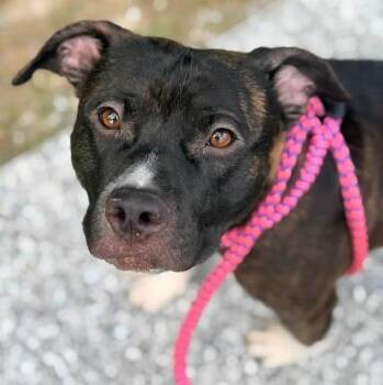 DJANGO -  Pit Bull Terrier Dog for Adoption in Indianapolis, Indiana - DJANGO | PetCurious
