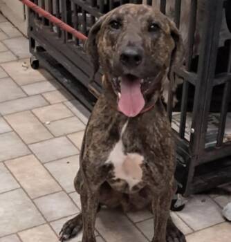 Timothy -  Mountain Cur Dog for Adoption in Hollister, Missouri - Timothy | PetCurious