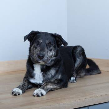 Australian Shepherd Dogs Available for Adoption - Ms. Pickle D68217 | PetCurious