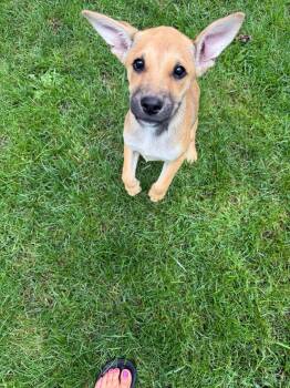 Dennis -  Shepherd Dog for Adoption in Riverdale, New Jersey - Dennis | PetCurious