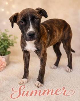 Summer -  Pit Bull Terrier and Mixed Breed Dog for Adoption in West Memphis, Arkansas - Summer | PetCurious