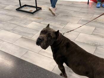 Cane Corso Dogs Available for Adoption - A1260237 | PetCurious